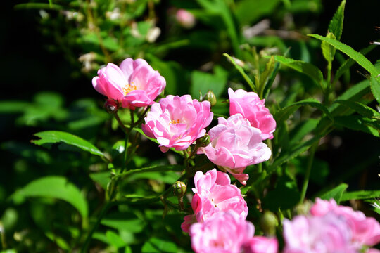 Rose flowers blooming along Promenade Pereire in Paris, France, May 20, 2020