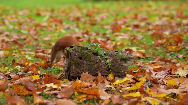 Eurasisches rotes Eichh&ouml;rnchen (Sciurus vulgaris), in einer herbstlichen Umgebung