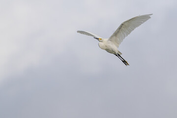 Fototapeta premium Snowy Egret Flying With Wings Raised and Golden Feet Against Cloudy Sky