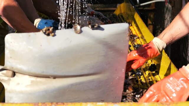 Cultivation of sea mussels. A working artel on the seashore. Animal raw materials. Marine farm.