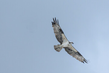 Obraz premium Osprey Soaring With Barred Underwings and Fanned Tail Against Pale Blue Sky