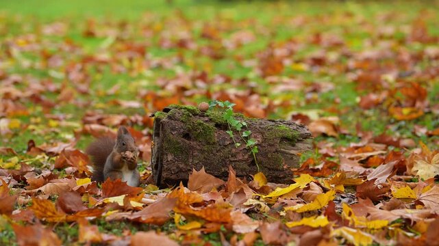 Eurasisches rotes Eichh&ouml;rnchen (Sciurus vulgaris), in einer herbstlichen Umgebung