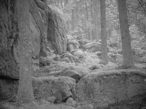 Infrared photography showcases nature in a forest setting with rocky terrain and trees