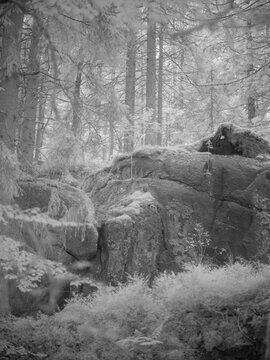 Trees and rocks in a forest with an infrared filter effect during daylight hours