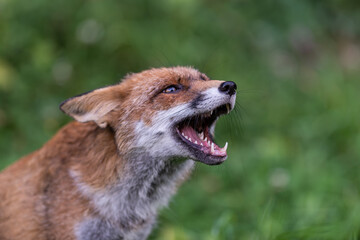 Obraz premium Aggressive fox portrait illustrating wildlife danger, rabies risk, animal disease prevention, vaccination awareness and the need for caution around wild animals.