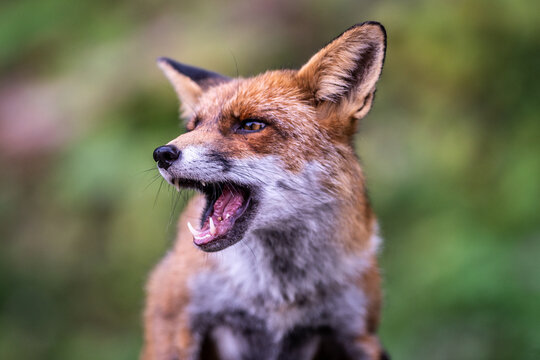 Aggressive fox portrait illustrating wildlife danger, rabies risk, animal disease prevention, vaccination awareness and the need for caution around wild animals.