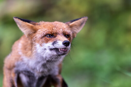 Aggressive fox portrait illustrating wildlife danger, rabies risk, animal disease prevention, vaccination awareness and the need for caution around wild animals.