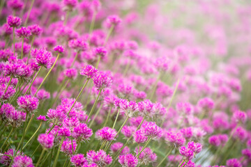 Obraz premium Pink gomphrena flowers field soft sunlight flare background