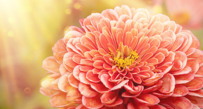 Pink zinnia flower close up in sunlight background