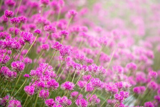 Pink gomphrena flowers field soft sunlight flare background