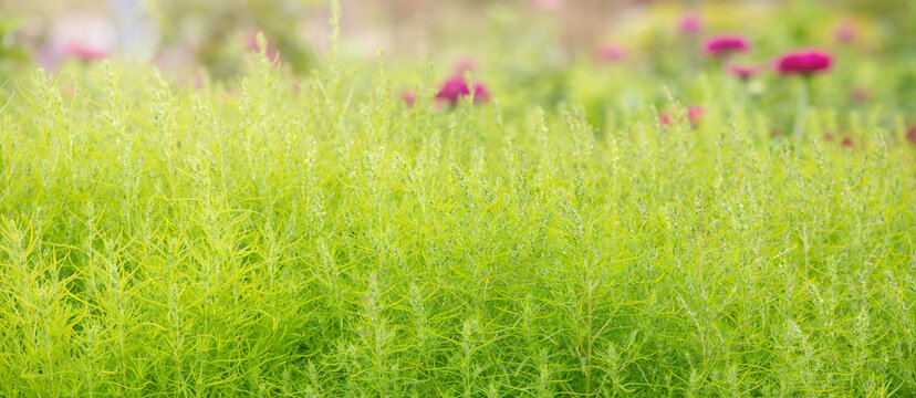 Green bassia scoparia kochia bushes field background