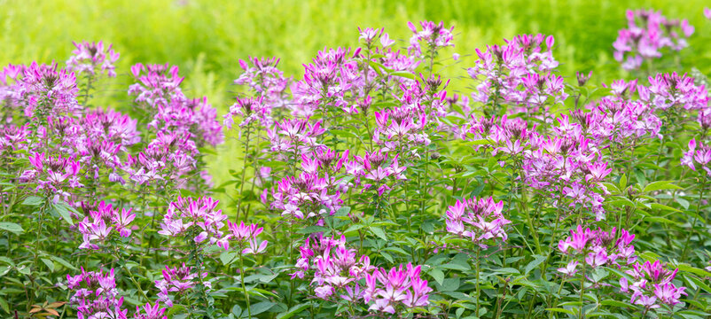 Pink cleome spider flowers field background for botanical floral natural design banner