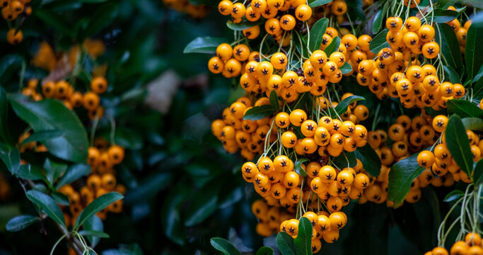 Clusters of bright orange pyracantha berries on green bush autumn natural background
