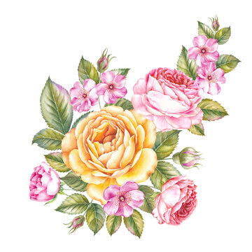 Watercolor illustration of rose flower.
