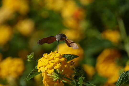 the beautiful hummingbird hawk moth (Macroglossum stellatarum)