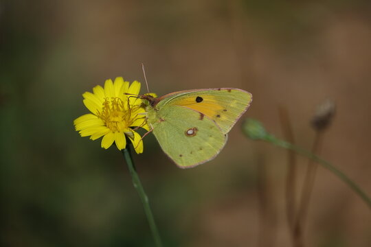 the beautiful clouded yellow butterfly (Colias croceus)