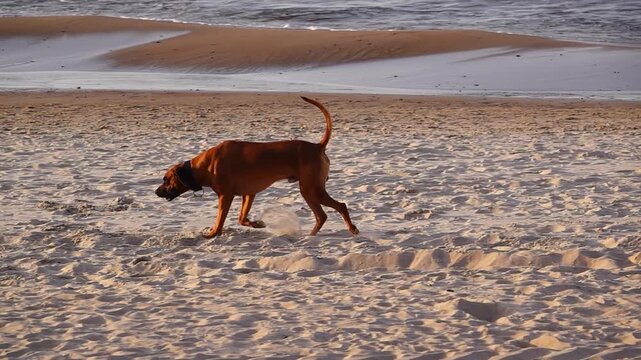 slow motion. Rhodesian Ridgeback dog walking on a sandy beach near the sea shore.