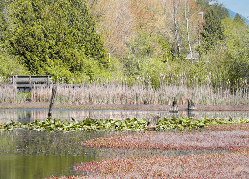 Fishtrap Creek Park during a spring season in Abbotsford, British Columbia, Canada