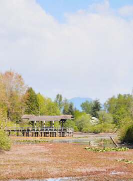 Fishtrap Creek Park during a spring season in Abbotsford, British Columbia, Canada