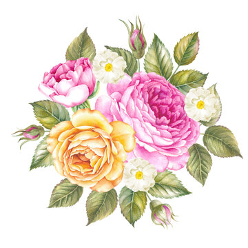 Watercolor illustration of rose flower.