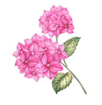 Card of pink hydrangea flowers.