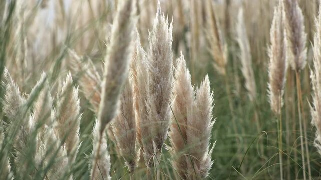 Elegant pampas grass with soft beige plumes swaying in natural light, creating a calm botanical scene with warm neutral tones and delicate texture.