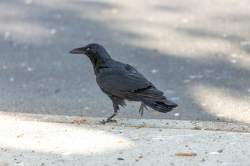 Obraz premium Photograph of an Australian Raven black bird walking on a concrete footpath in a carpark on a sunny day in the Western Sydney town of Penrith in New South Wales, Australia
