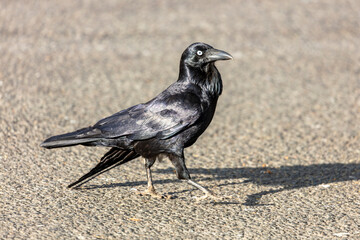 Obraz premium Photograph of an Australian Raven black bird walking on a concrete footpath in a carpark on a sunny day in the Western Sydney town of Penrith in New South Wales, Australia