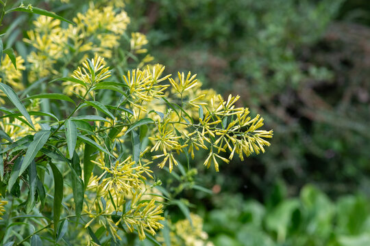Night blooming Jasmine (cestrum nocturnum) flowers in bloom