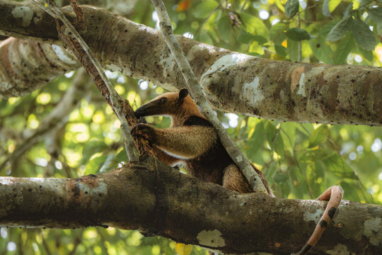 View of a tamandua climbing on a thick, textured tree branch in a lush tropical forest with dappled sunlight filtering through the green leaves in Costa Rica.