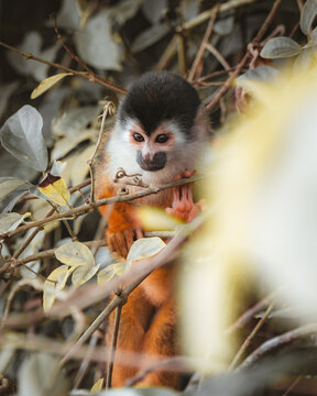 View of a squirrel monkey perched on a branch surrounded by foliage in Costa Rica.