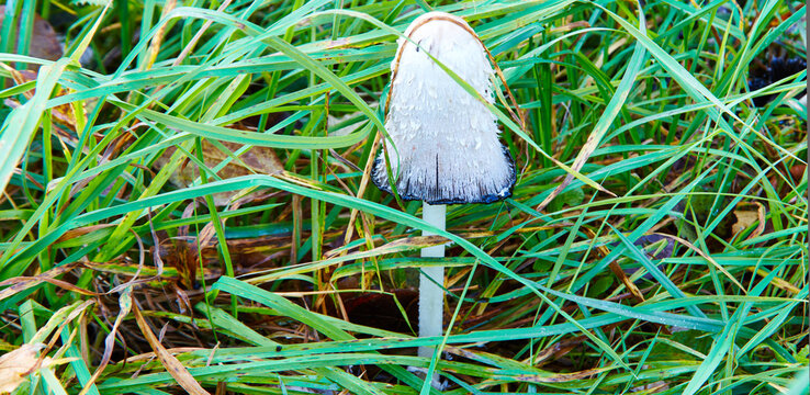 Shaggy ink cap mushroom with white scaly bell shaped cap and slender stem emerging among dense green grass, wild forest floor close up