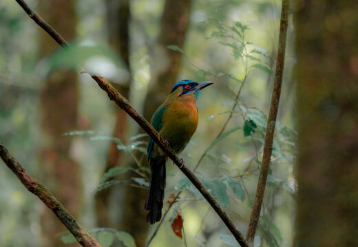 View of a colorful motmot bird perched on a thin branch in the lush rainforest of Costa Rica.