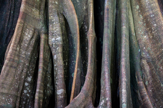 View of the intricate, textured buttress roots of a large tropical tree in the rainforest of Costa Rica.