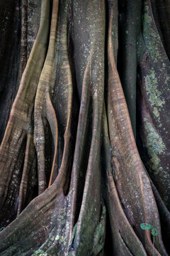 View of the intricate buttress roots of a large tropical tree in the rainforest of Costa Rica.
