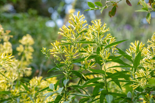 Night blooming Jasmine (cestrum nocturnum) flowers in bloom
