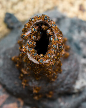 View of a colony of stingless bees gathered around the entrance of their wax hive tube in Costa Rica.