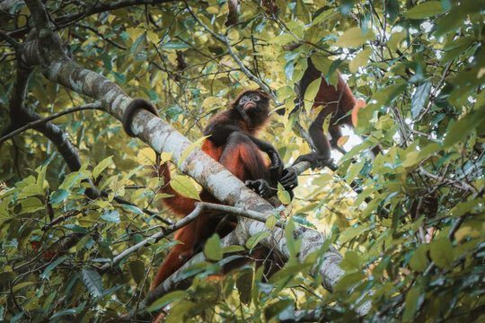 View of two spider monkeys perched on a tree branch in a lush tropical forest in Costa Rica.