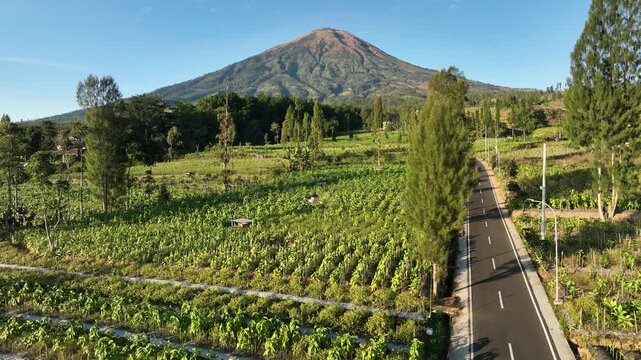 Aerial view of a road winding through lush green tobacco fields with Mount Sindoro in the background in Kecamatan Ngadirejo, Jawa Tengah, Indonesia.