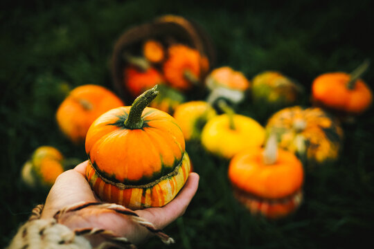 awoman holding autumn decorative pumpkins. Thanksgiving or Halloween holiday  harvest concept.