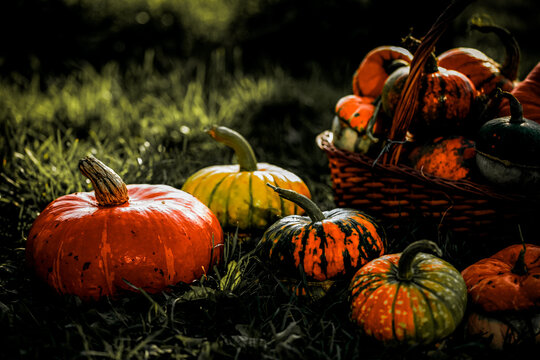 autumn decorative pumpkins. Thanksgiving or Halloween holiday  harvest concept.