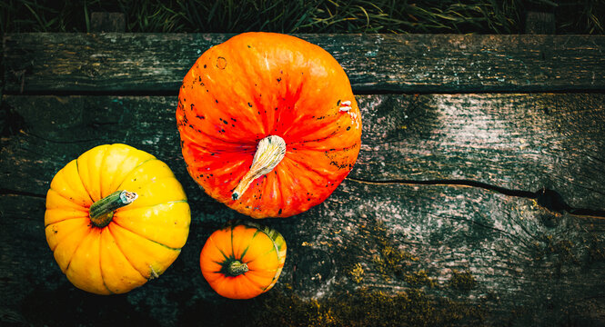 autumn decorative pumpkins. Thanksgiving or Halloween holiday  harvest concept.