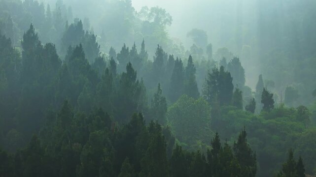 Aerial view of a dense forest with tall pine trees shrouded in morning mist and lush greenery in Sukabumi, West Java, Indonesia.