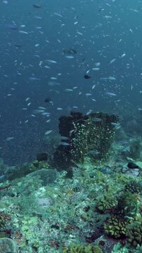 Colorful Reef Fish Moving Around Coral Habitat with Barrel Sponges. Barrel sponges and reef fish remain visible among coral structures against open blue water. Blue water keeps the scene open.