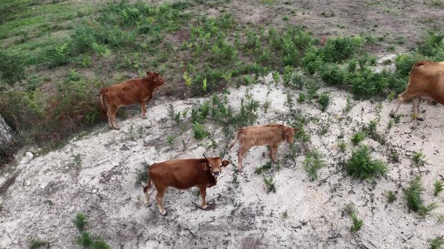 Aerial view of cows in the middle of the forest