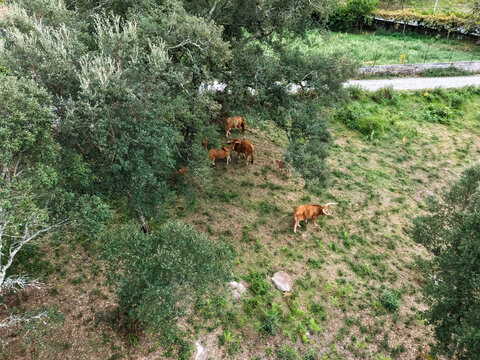 Aerial view of cows in the middle of the forest