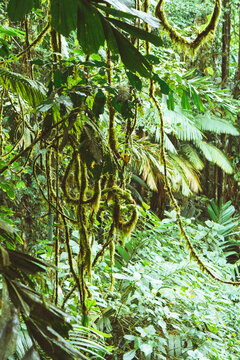 View of lush tropical rainforest with hanging mossy vines and dense green foliage in Costa Rica.