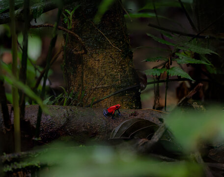 View of a strawberry poison-dart frog perched on a mossy log in the lush rainforest of Costa Rica.