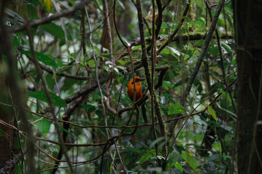 View of a Resplendent Quetzal perched on a mossy branch amidst the dense foliage of a rainforest in Costa Rica.