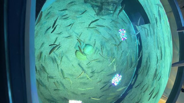 Dense school of small fish swirls around circular aquarium viewport under turquoise glow, glass reflections, sandy gravel bottom, submerged rocks, tranquil underwater scene for exhibit use